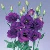 CGASPL Imported Flower Seeds Lisianthus (Eustoma) Echo Blue Flower Seeds