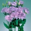 CGASPL Lisianthus (Eustoma) Echo Lavender Flower Seeds 2 CGASPL Lisianthus (Eustoma) Echo Lavender Flower Seeds