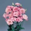 CGASPL Imported Flower Seeds Lisianthus (Eustoma) Echo Pink Flower Seeds