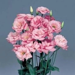 CGASPL Imported Flower Seeds Lisianthus (Eustoma) Echo Pink Flower Seeds