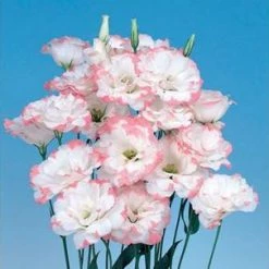 CGASPL Lisianthus (Eustoma) Echo Pink Picotee Flower Seeds Imported Flower Seeds