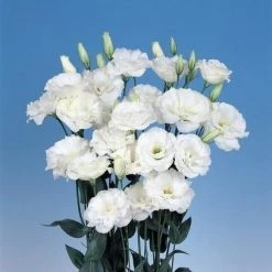 CGASPL Lisianthus (Eustoma) Echo Pure White Flower Seeds