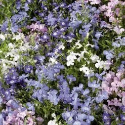 CGASPL Imported Flower Seeds Lobelia Erinus Palace Mix Flower Seeds