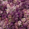 CGASPL Imported Flower Seeds Alyssum Wonderland Mix Seeds 1 CGASPL Imported Flower Seeds Alyssum Wonderland Mix Seeds