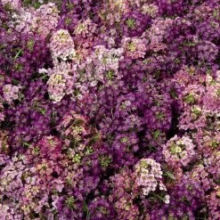 CGASPL Imported Flower Seeds Alyssum Wonderland Mix Seeds