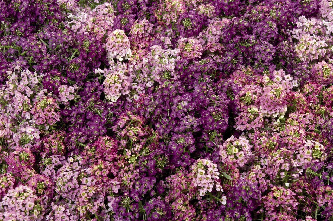 CGASPL Imported Flower Seeds Alyssum Wonderland Mix Seeds 3 CGASPL Imported Flower Seeds Alyssum Wonderland Mix Seeds