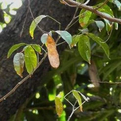 CGASPL Albizia Lucida Seeds-1 Kg