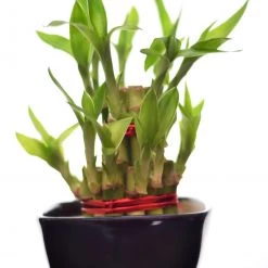 CGASPL 2 Layer Lucky Bamboo With Small Ceramic Pot Black