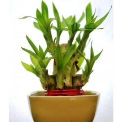 CGASPL 2 Layer Lucky Bamboo With Small Ceramic Pot Yellow
