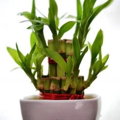 CGASPL 2 Layer Lucky Bamboo With Small Ceramic Pot White