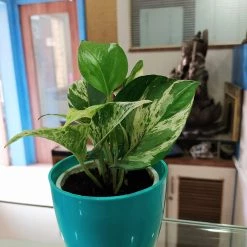 CGASPL Epipremnum Aureum Marble Queen Good Luck Money Plant Pot Included) With 5 Gram Fertilizer Free