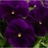CGASPL Pansy Maj. Gts Il Clear Purple Flower Seeds Imported Flower Seeds