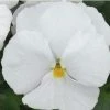 CGASPL Imported Flower Seeds Pansy Maj. Gts Il Clear White Flower Seeds