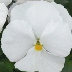 CGASPL Imported Flower Seeds Pansy Maj. Gts Il Clear White Flower Seeds