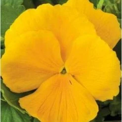 CGASPL Imported Flower Seeds Pansy Maj. Gts Il Clear Yellow Flower Seeds