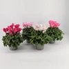 CGASPL Cyclamen F1 Mammoth Mix Flower Seeds Imported Flower Seeds