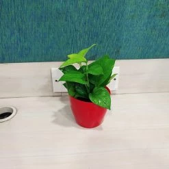 CGASPL Air Purifying Money Plant Green For Home And Indoors (Pot Included) With 5 Gram Fertilizer Plants 13 CGASPL Air Purifying Money Plant Green For Home And Indoors (Pot Included) With 5 Gram Fertilizer Plants