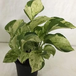 CGASPL Epipremnum Aureum Marble Queen Good Luck Money Plant Pot Included) With 5 Gram Fertilizer Free