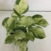 CGASPL Epipremnum Aureum Marble Queen Good Luck Money Plant Pot Included) With 5 Gram Fertilizer Free