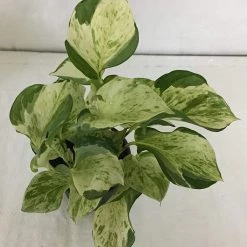 CGASPL Epipremnum Aureum Marble Queen Good Luck Money Plant Pot Included) With 5 Gram Fertilizer Free