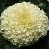 Pan American Seeds Marigold African Vanilla White Flower Seeds