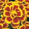 CGASPL Marigold French Durango Bee Flower Seeds Imported Flower Seeds
