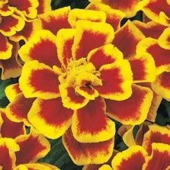 CGASPL Marigold French Durango Bee Flower Seeds Imported Flower Seeds