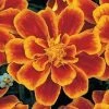 CGASPL Imported Flower Seeds Marigold French Durango Flame Flower Seeds