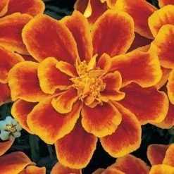 CGASPL Imported Flower Seeds Marigold French Durango Flame Flower Seeds