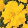 CGASPL Marigold French Durango Yellow Flower Seeds Imported Flower Seeds