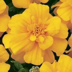 CGASPL Marigold French Durango Gold Flower Seeds Imported Flower Seeds