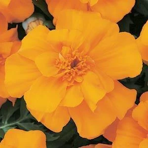CGASPL Marigold French Durango Orange Flower Seeds 3 CGASPL Marigold French Durango Orange Flower Seeds