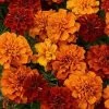 Pan American Seeds Marigold French Fireball Flower Seeds