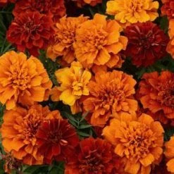 Pan American Seeds Marigold French Fireball Flower Seeds