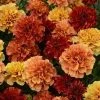 CGASPL Imported Flower Seeds Marigold French Strawberry Blonde Flower Seeds