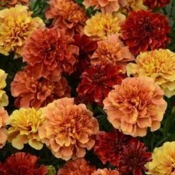CGASPL Imported Flower Seeds Marigold French Strawberry Blonde Flower Seeds
