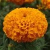 Pan American Seeds Imported Flower Seeds Marigold African Taishan Orange Flower Seeds