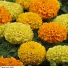 Pan American Seeds Marigold African Taishan Mix Flower Seeds