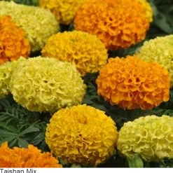 Pan American Seeds Marigold African Taishan Mix Flower Seeds