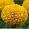 Pan American Seeds Marigold African Taishan Gold Flower Seeds Imported Flower Seeds 1 Pan American Seeds Marigold African Taishan Gold Flower Seeds Imported Flower Seeds