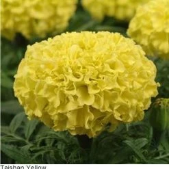 Pan American Seeds Imported Flower Seeds Marigold African Taishan Yellow Flower Seeds