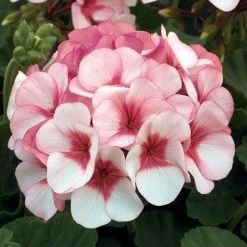 CGASPL Geranium Maverick Star Flower Seeds