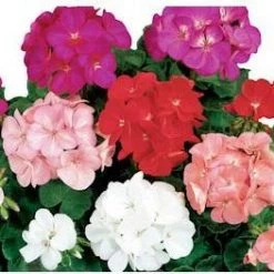 CGASPL Geranium Ringo 2000 Mix Flower Seeds Imported Flower Seeds