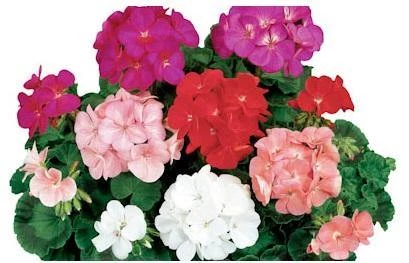 CGASPL Geranium Ringo 2000 Mix Flower Seeds Imported Flower Seeds 3 CGASPL Geranium Ringo 2000 Mix Flower Seeds Imported Flower Seeds