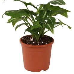 CGASPL Pot-Planters 6" Flower Pot Terracotta Colour Sunrise Series (14.5 Cm) ( Pack Of 12) 7 CGASPL Pot-Planters 6