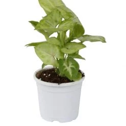 CGASPL Pot-Planters 4.5" Flower Pot White Color Sunrise Series (11 Cm) ( Pack Of 12) 9 CGASPL Pot-Planters 4.5