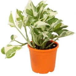 CGASPL Pot-Planters 4" Flower Pot Orange Colour Sunrise Series (10 Cm) 9 CGASPL Pot-Planters 4