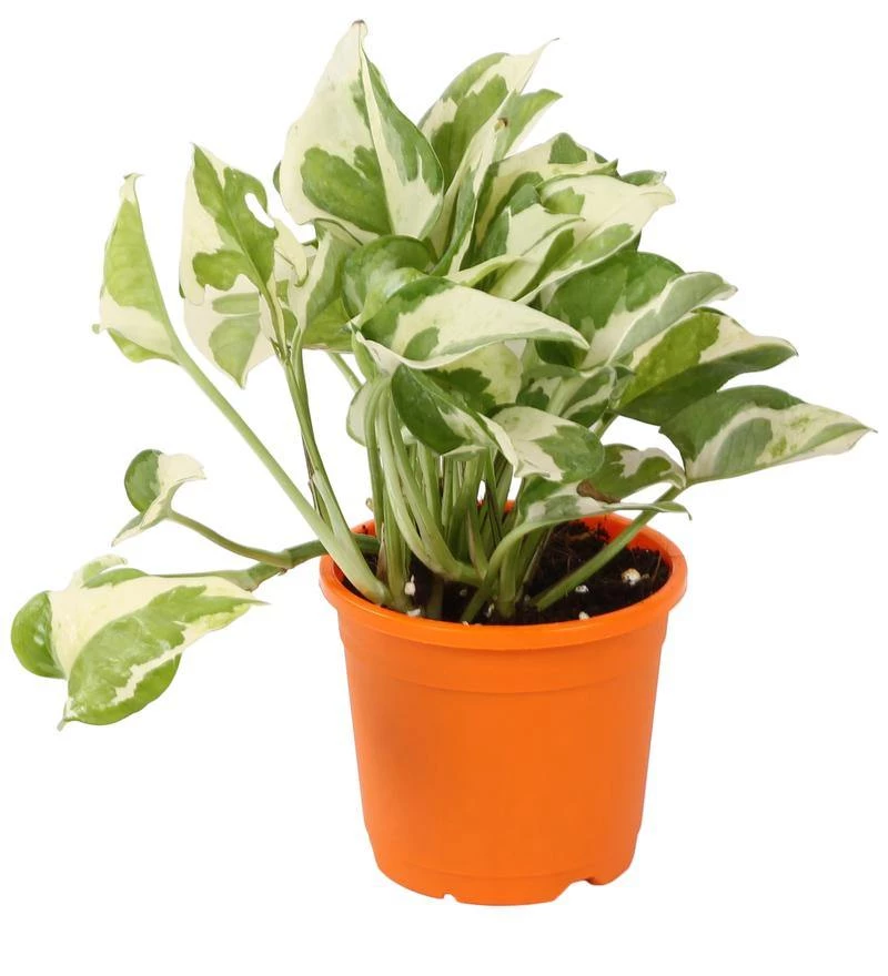 CGASPL Pot-Planters 4" Flower Pot Orange Colour Sunrise Series (10 Cm) 6 CGASPL Pot-Planters 4" Flower Pot Orange Colour Sunrise Series (10 Cm)