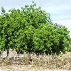 CGASPL Azadirachta Indica (Melia Azadirachta) Seeds-1 Kg Trees Of India