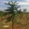 CGASPL Trees Of India Melia Composit Melia Dubia Berma(Qg) Seeds - 1 Kg